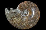 6.8" Polished Ammonite (Cleoniceras) Fossil - Madagascar - #166314-1